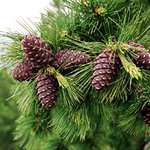 Как правильно посадить кедр