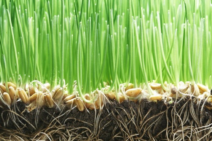Как вырастить газонную траву на даче быстро
