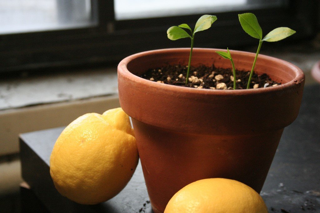 Как вырастить лимон дома?