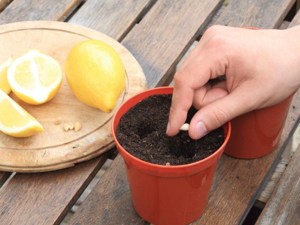 Как вырастить лимон дома?
