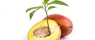 Как вырастить манго из косточки в домашних условиях?