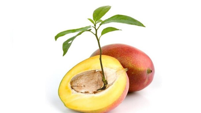 mango grow