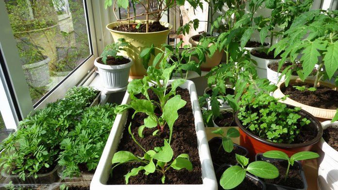 Выращивание зелени на дому