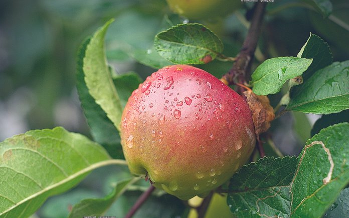 Выращивание яблони в домашних условиях