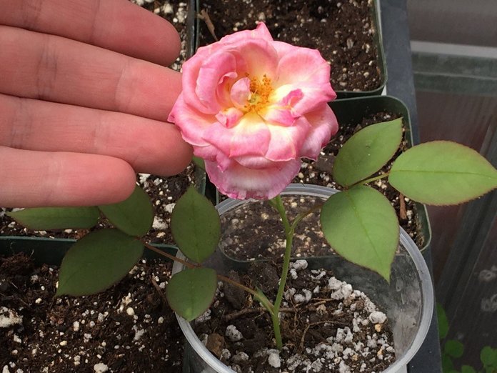 rose