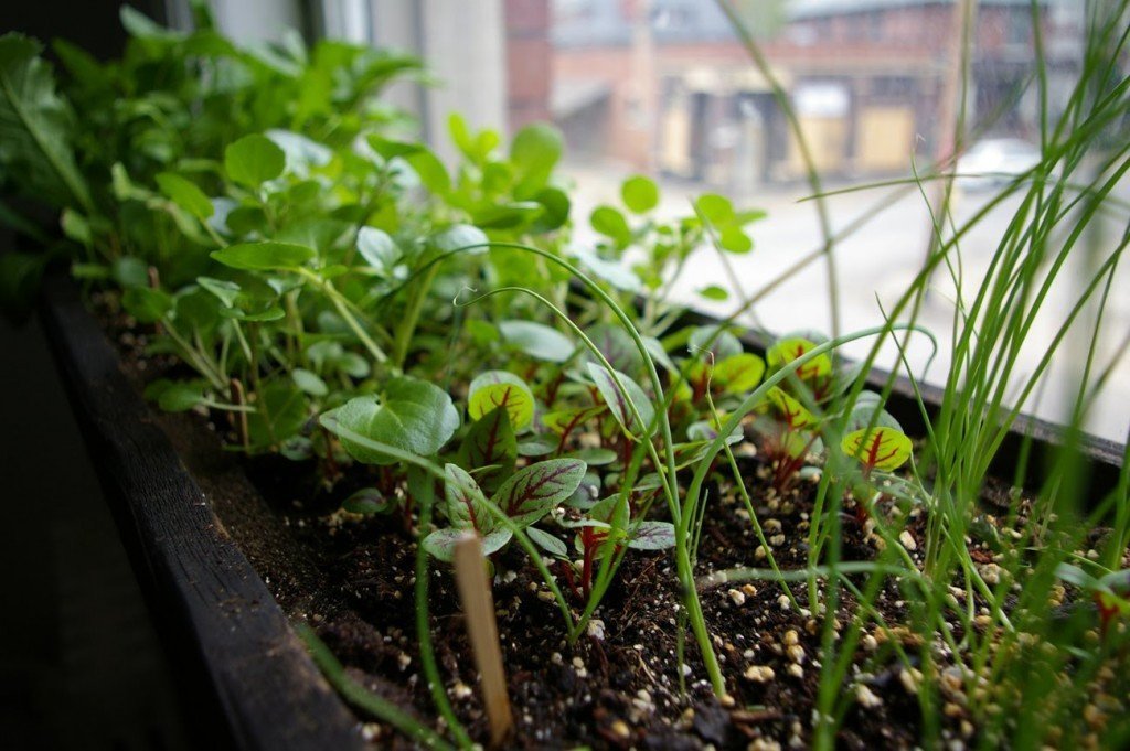 Как вырастить салат на подоконнике?