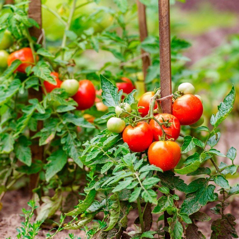 Как вырастить помидоры?