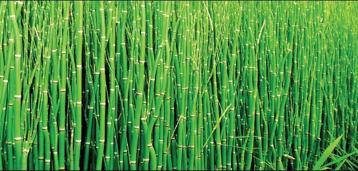 bamboo forest