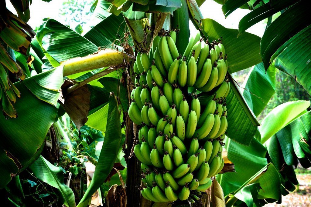 Как вырастить банан в домашних условиях?