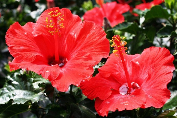 hibiscus rosa art