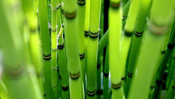 Как вырастить бамбук из отростков