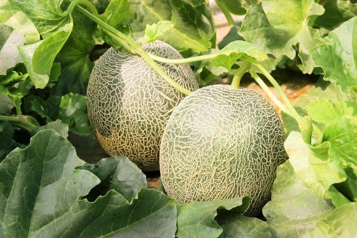 melon green