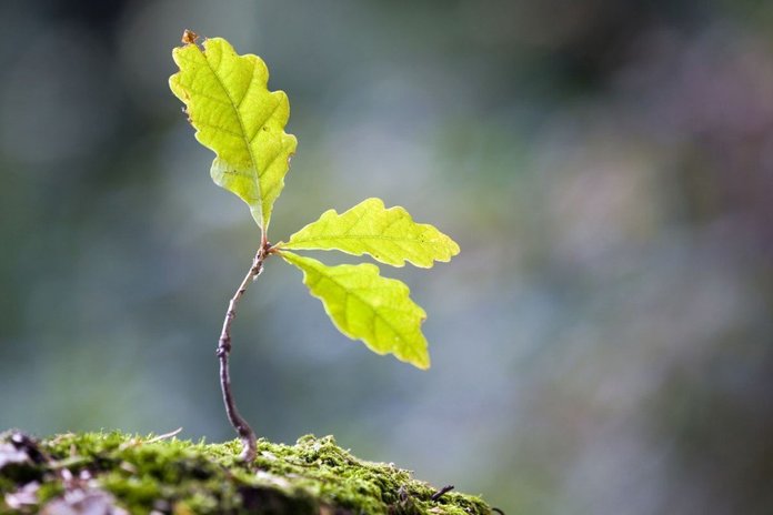 Oak sapling