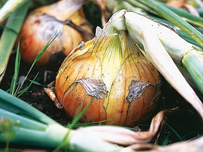 onion amazing