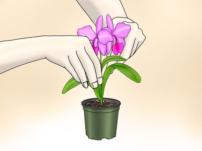 orchid hand