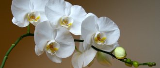 Как вырастить орхидею из черенка?