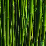 Как вырастить бамбук
