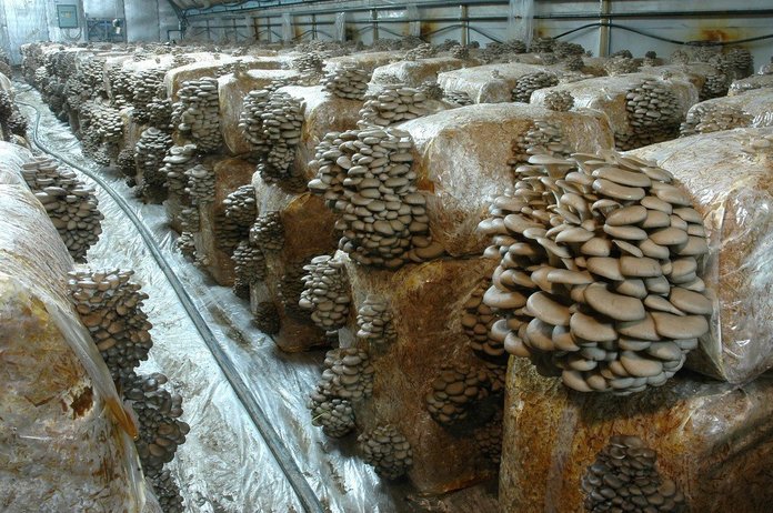 pleurotus