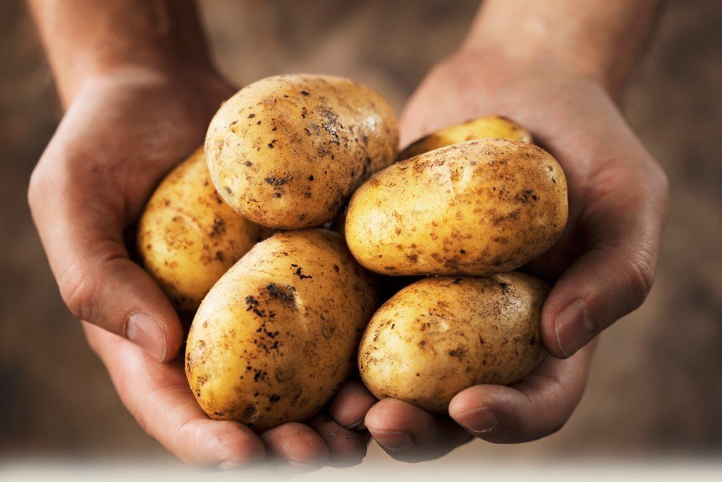 Как вырастить хороший урожай картофеля?
