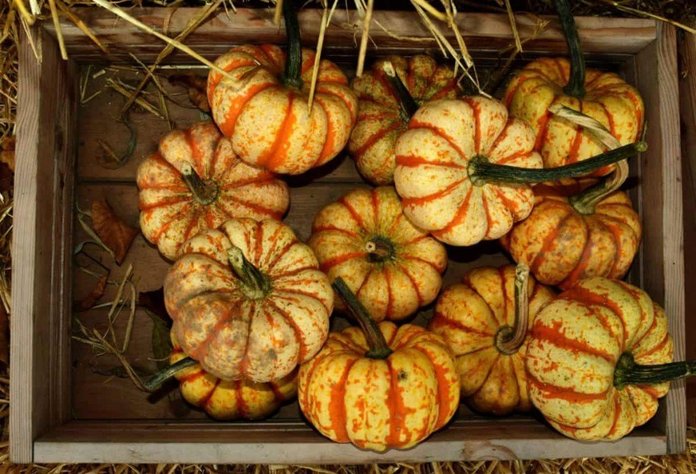 pumpkin big