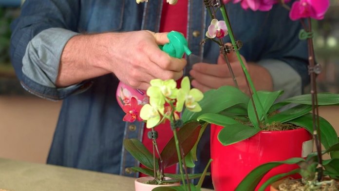 Подкормка орхидеи