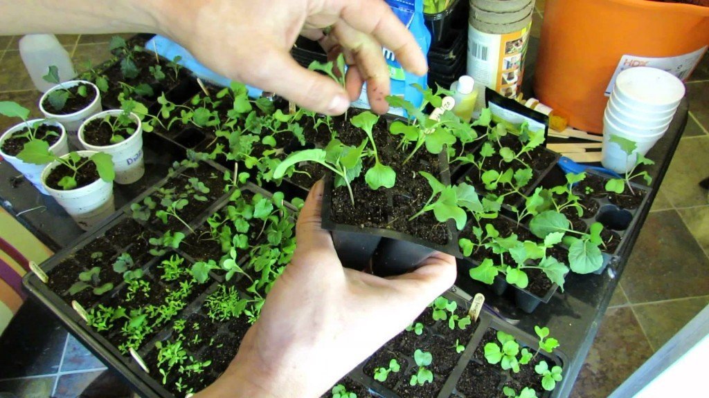 Как вырастить капусту из семян в домашних условиях на рассаду?
