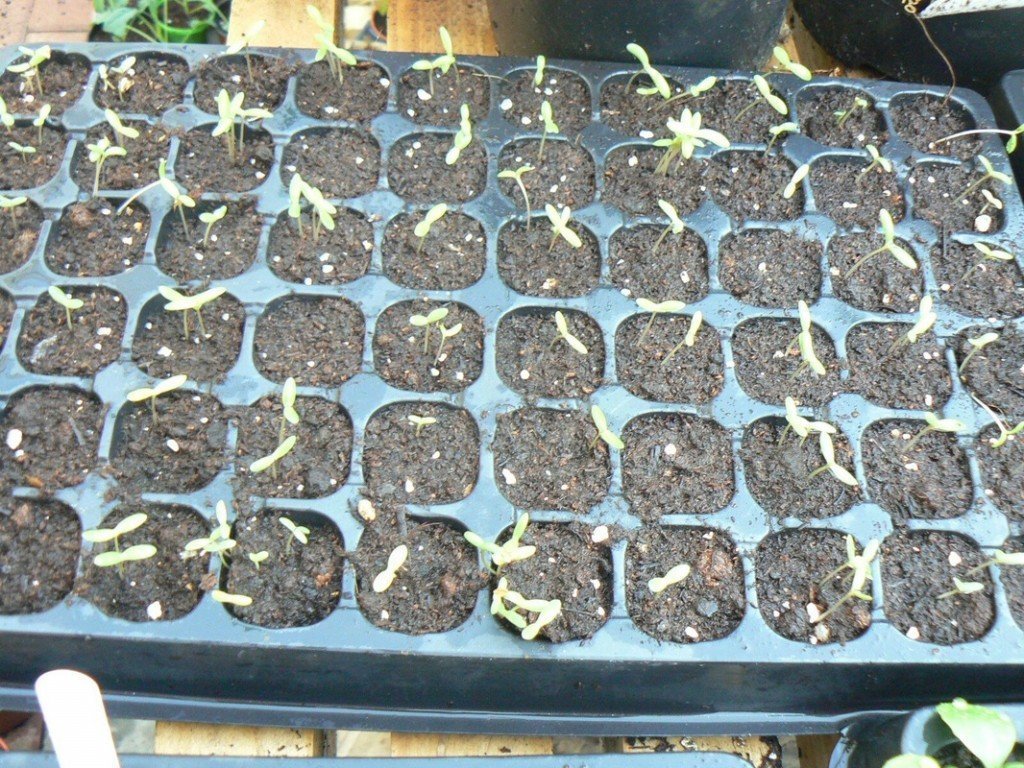 Как вырастить из букета хризантему?
