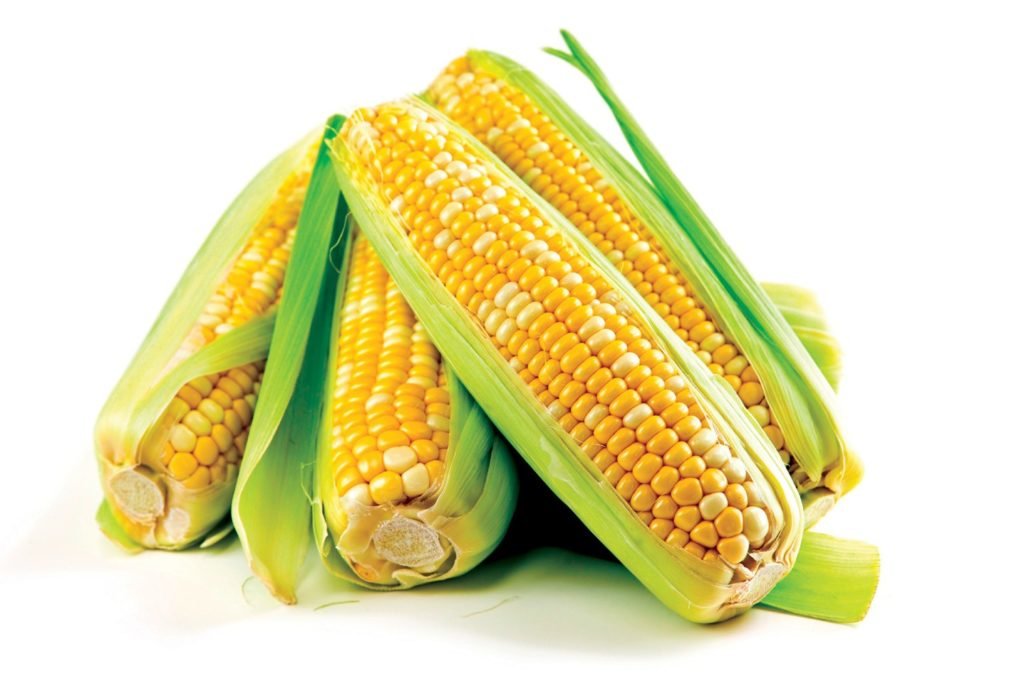 Как вырастить кукурузу?