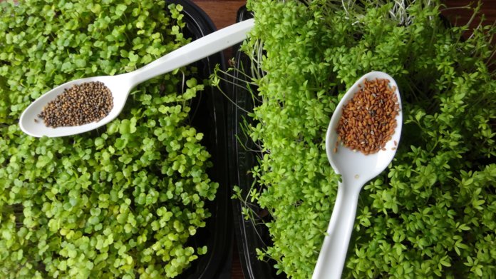 Выращиваем салат дома: условия посадки и уход