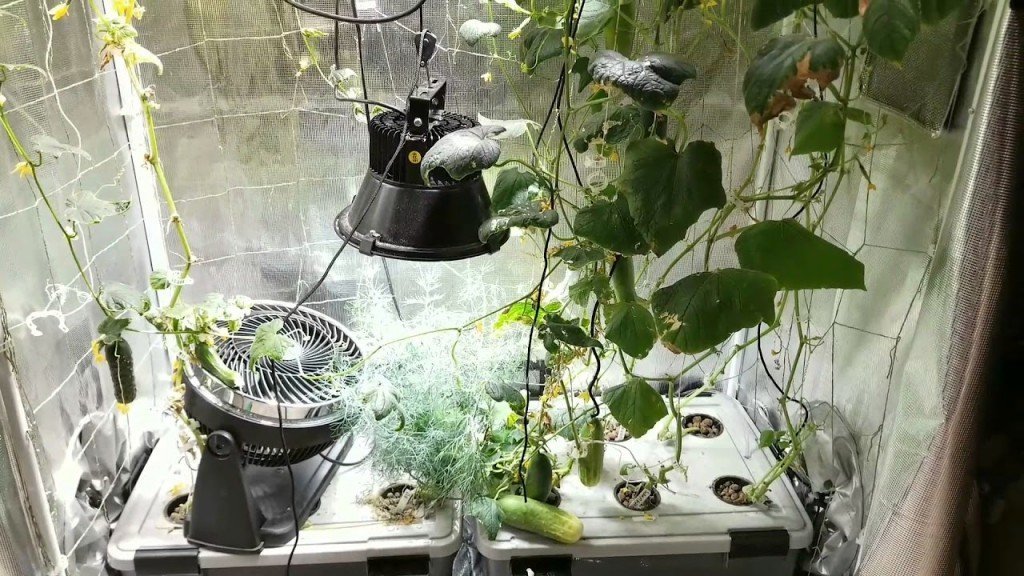 Как вырастить огурцы на окне в домашних условиях?