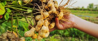 Как вырастить арахис?