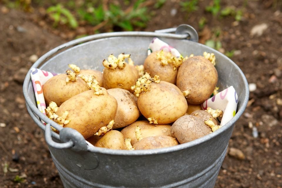Как вырастить из семян картофель?