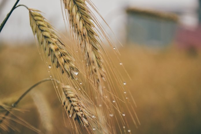Как вырастить пшеницу?