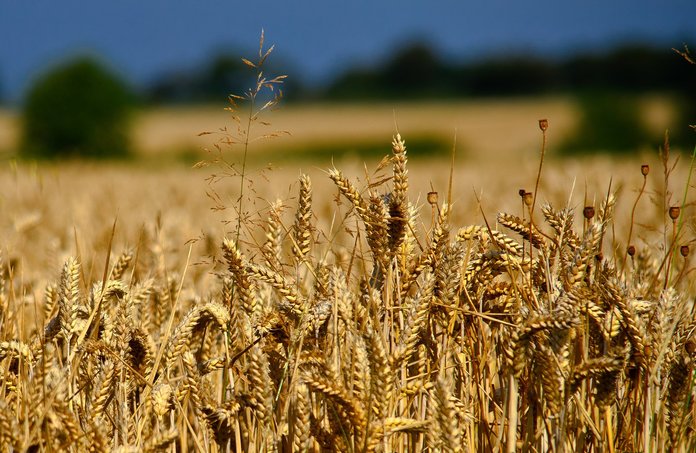 Как вырастить пшеницу?