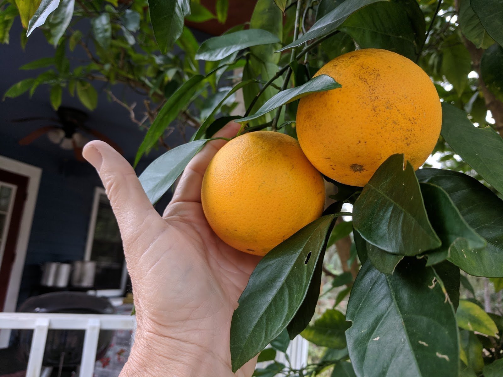 Апельсин из косточки в домашних условиях фото как растет