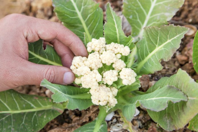 Как вырастить цветную капусту?