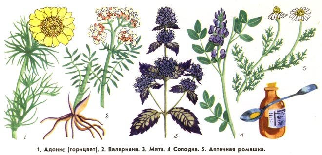 Лекарственные растения и их названия