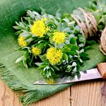 Родиола розовая