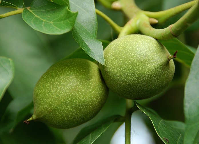 Зеленые грецкие орехи - народное средство для избавления от волос