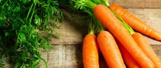 Морковная ботва однолетнего растения